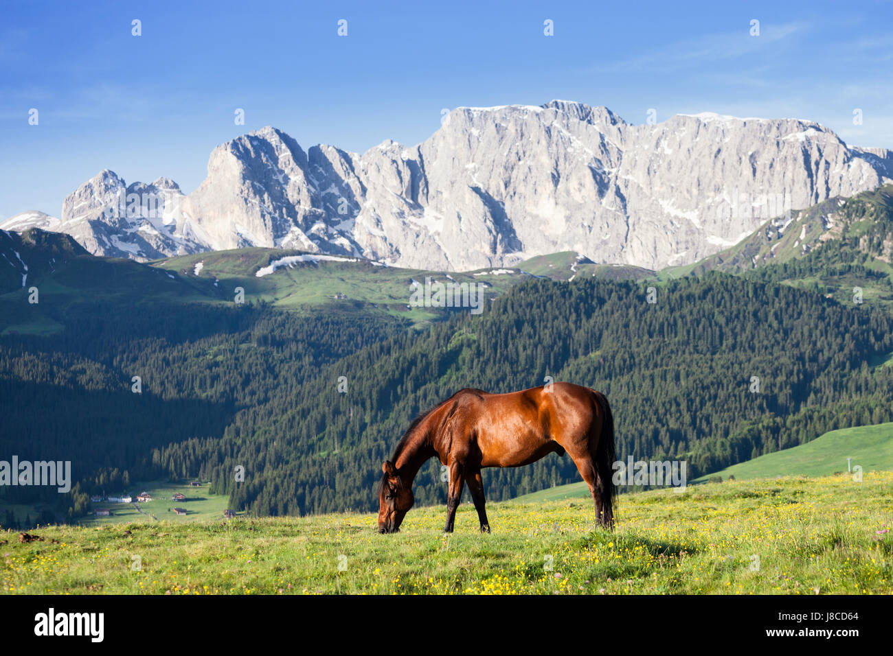 Horse at high mountains meadow Stock Photo - Alamy