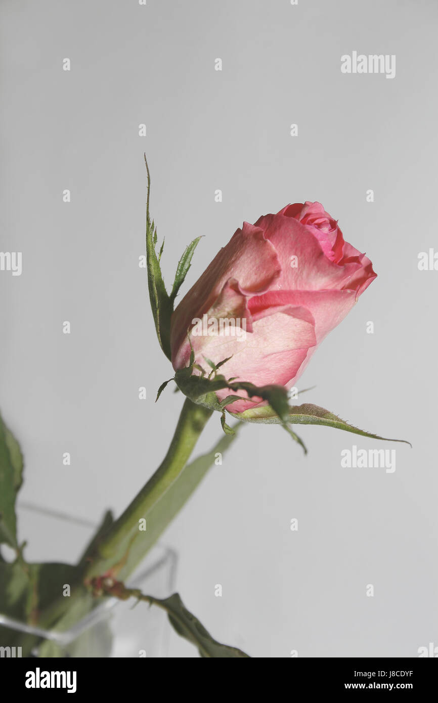 flower, rose, plant, bloom, blossom, flourish, flourishing, blooming