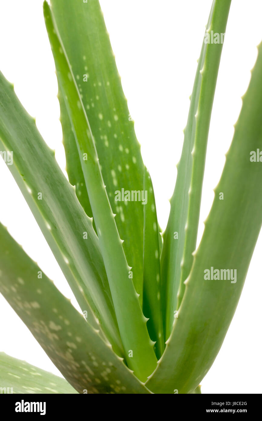 aloe vera mask benefits Buy Aloe Vera Peel Off Mask for Face Online in India main image 0