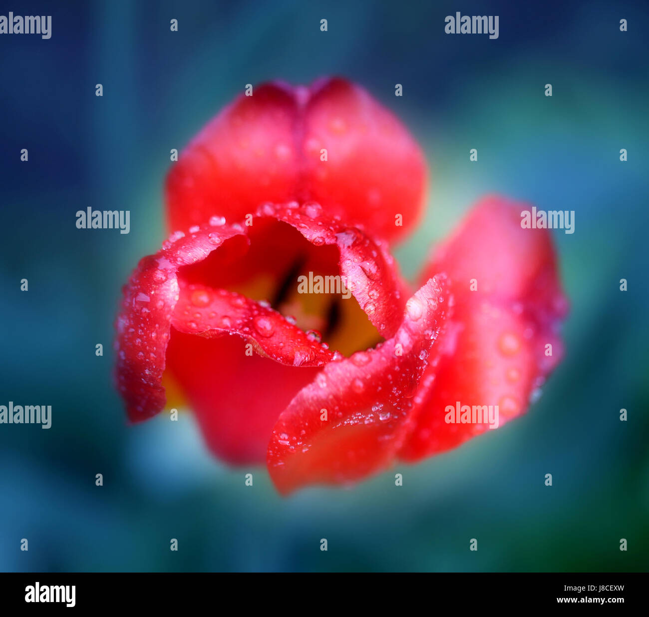 Beautiful red flower Tulip photograph close up Stock Photo - Alamy