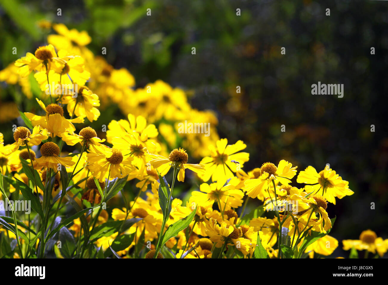 blossoms, counter-light, bloom, blossom, flourish, flourishing, bleed, yellow, Stock Photo
