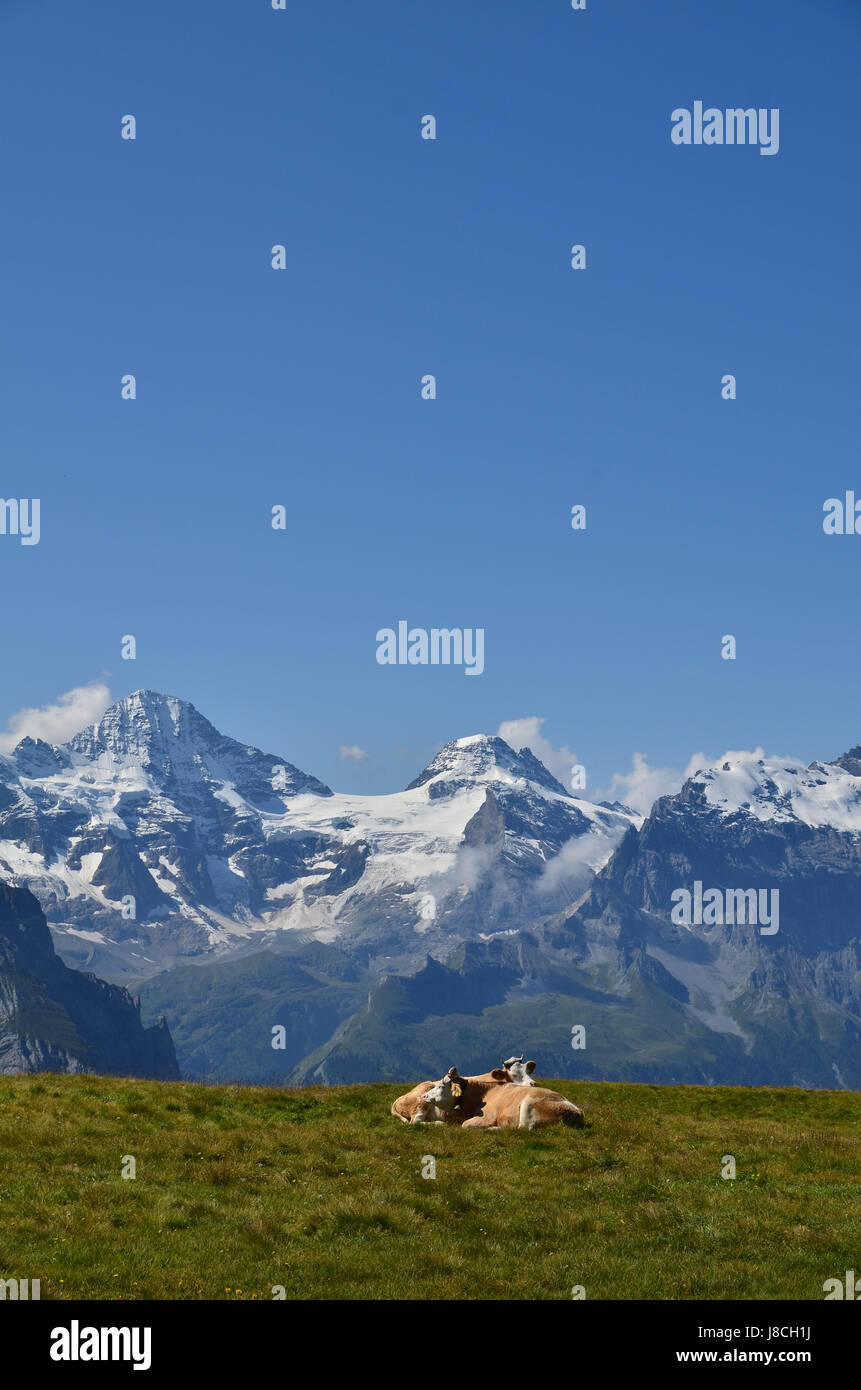 mountains, switzerland, cows, virgin, big, large, enormous, extreme, powerful, Stock Photo