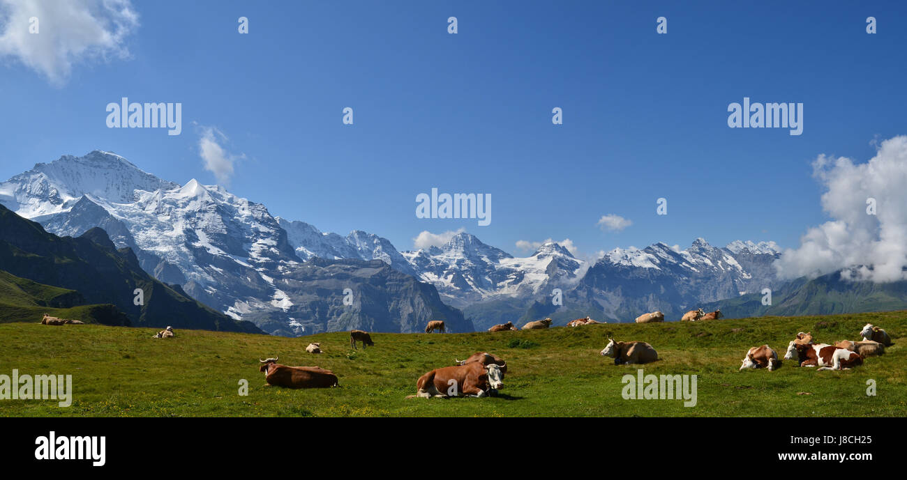 mountains, switzerland, cows, virgin, big, large, enormous, extreme, powerful, Stock Photo