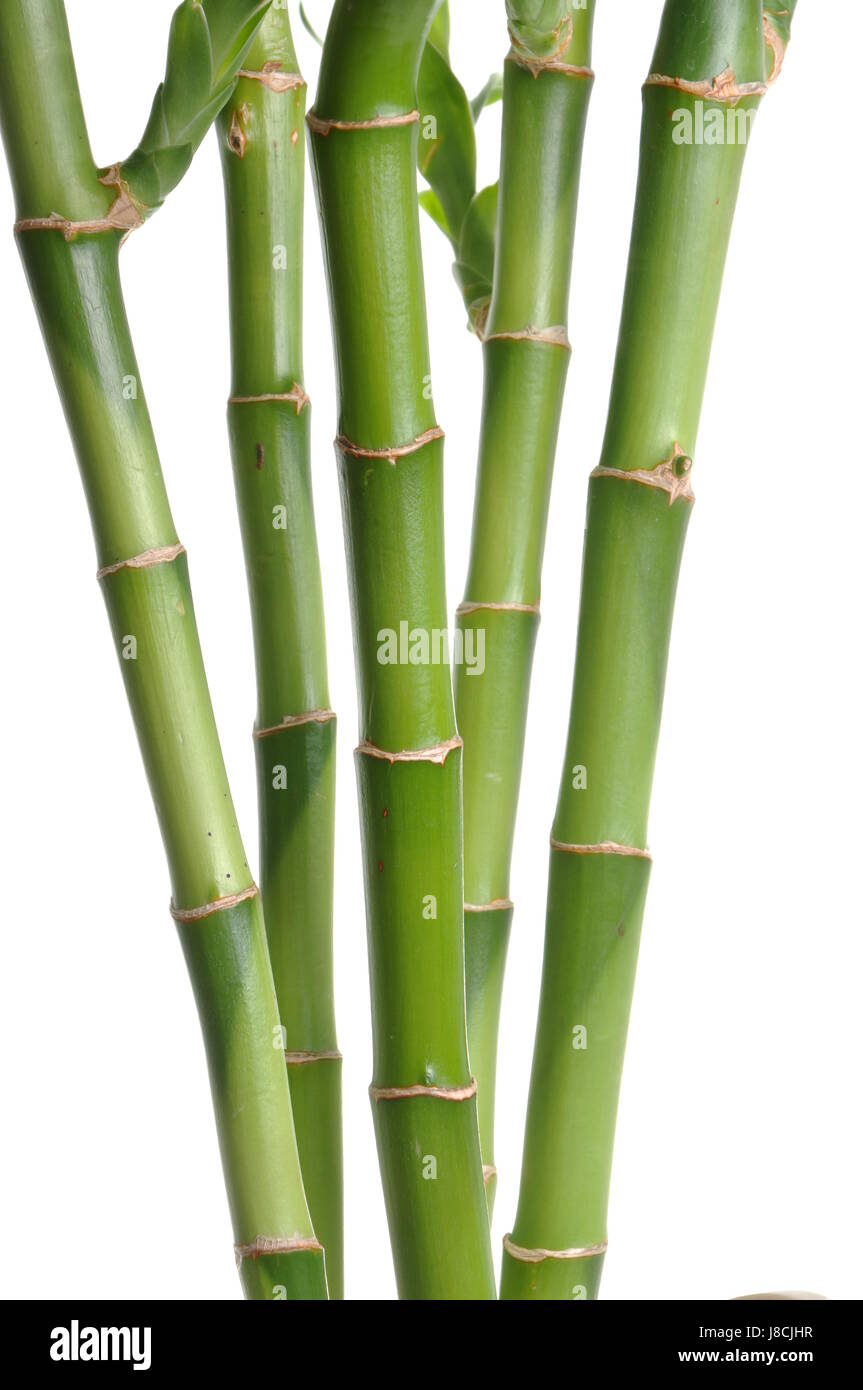flora, bamboo, stalk, stem, shoot, offshoot, zen, backdrop, background