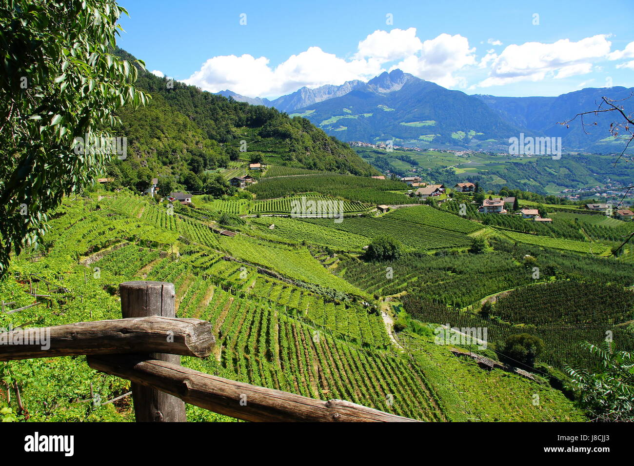 south tyrol, vineyard, wineyard, green, south tyrol, vineyards, cultivation of Stock Photo