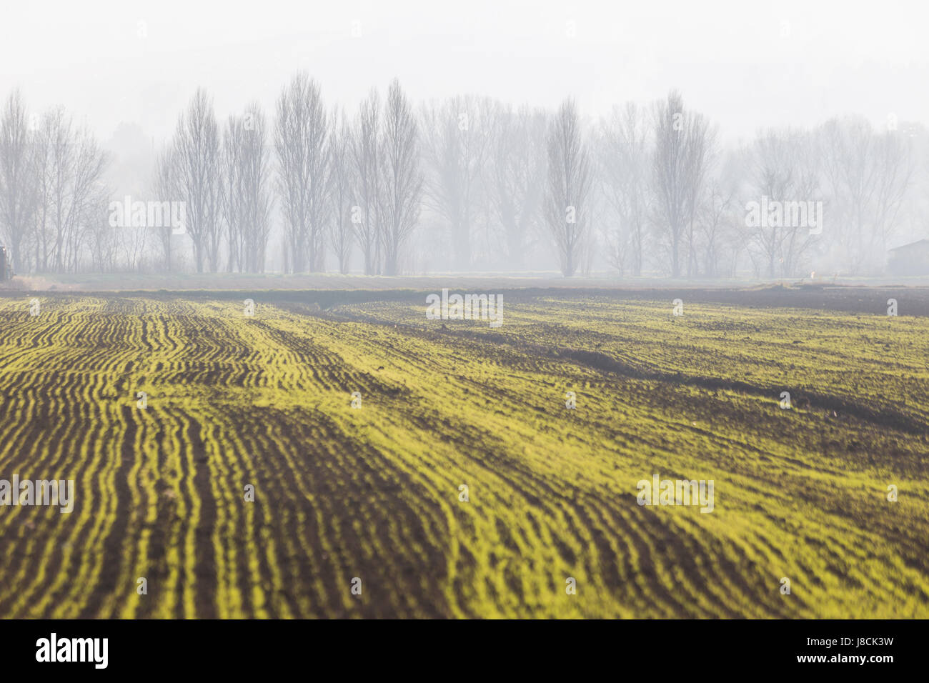 A cultivated field, with yellow and green lines converging toward distant trees in the midst of some fog and mist Stock Photo
