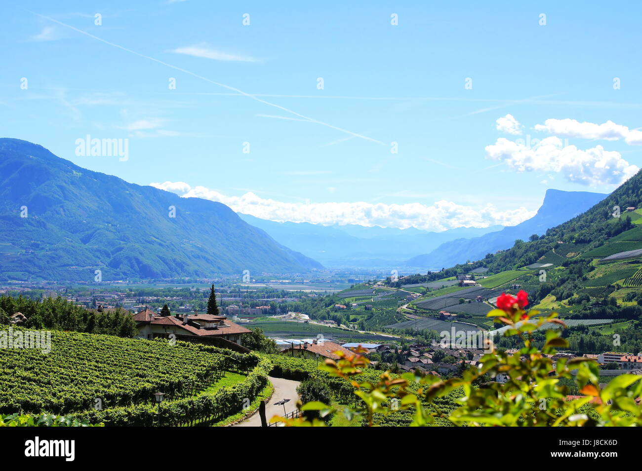south tyrol, city, town, green, south tyrol, vineyards, cultivation of wine, Stock Photo