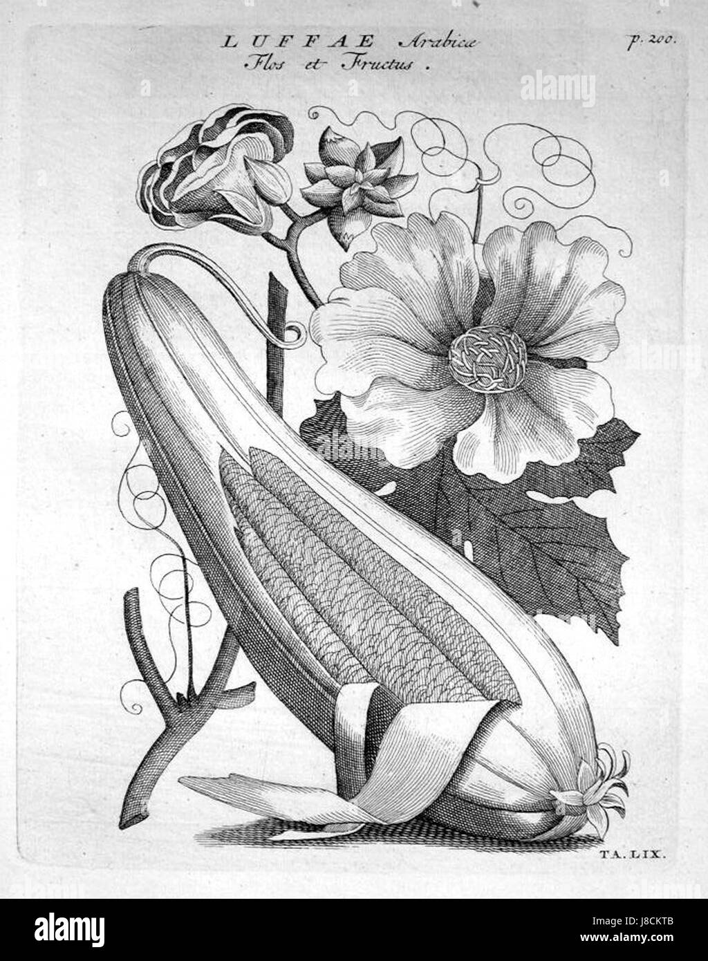 Luffa aegyptiaca, commonly known as the Egyptian luffa, is a plant ...
