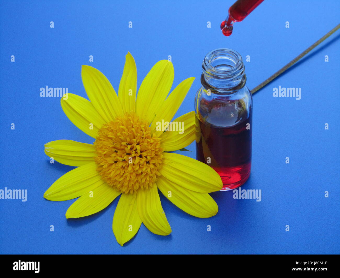 Staudensonnenblume hi-res stock photography and images - Alamy