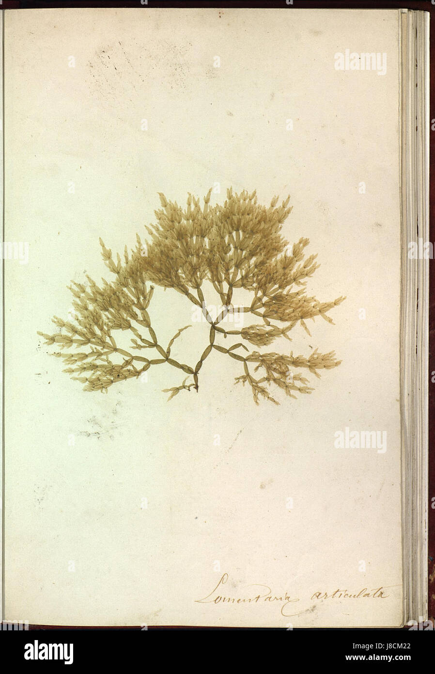 Lomentaria articulata Brest Album plantes marines naturelles Stock Photo