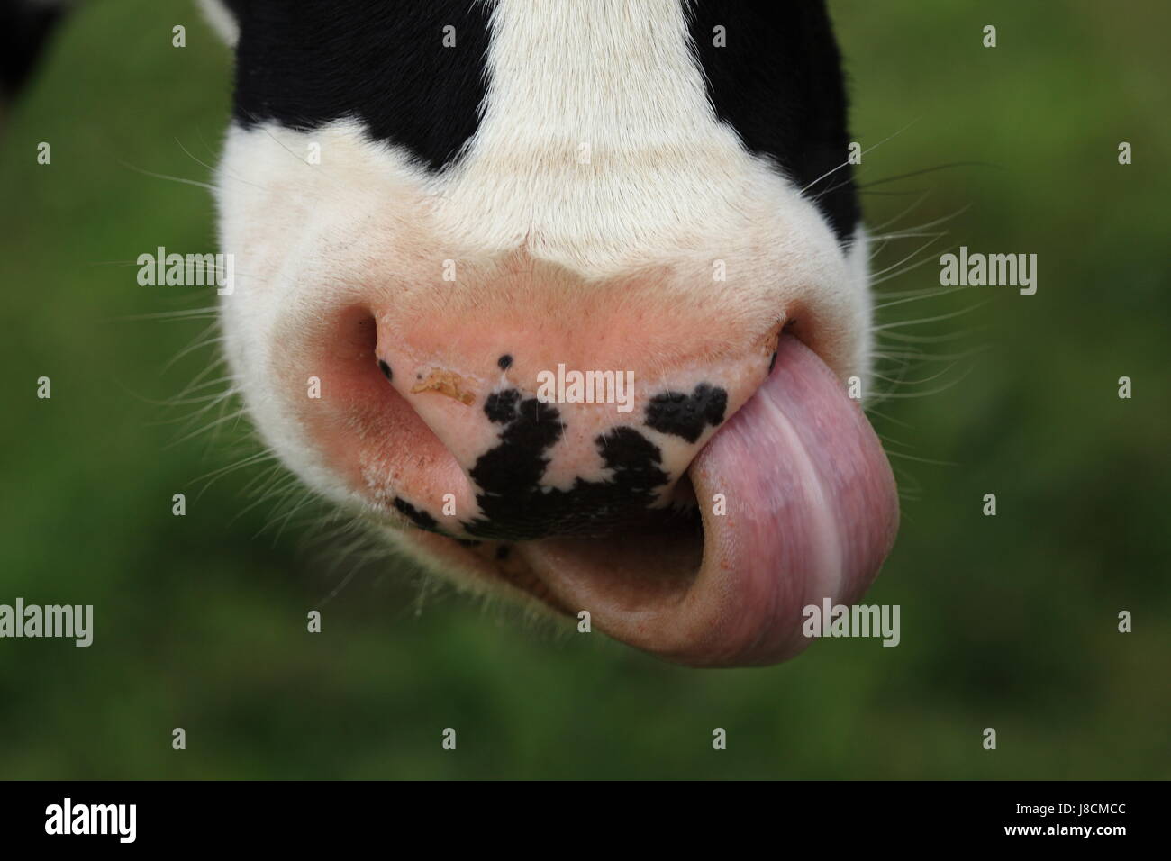 mouth, tongue, nostril, nose, cow, muzzle, lick, indicate, show, macro, Stock Photo