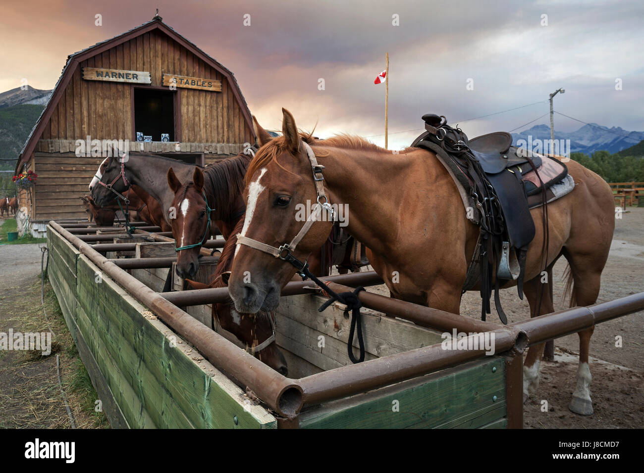 Riding horses at a horse farm, Banff, Alberta, Canada Stock Photo
