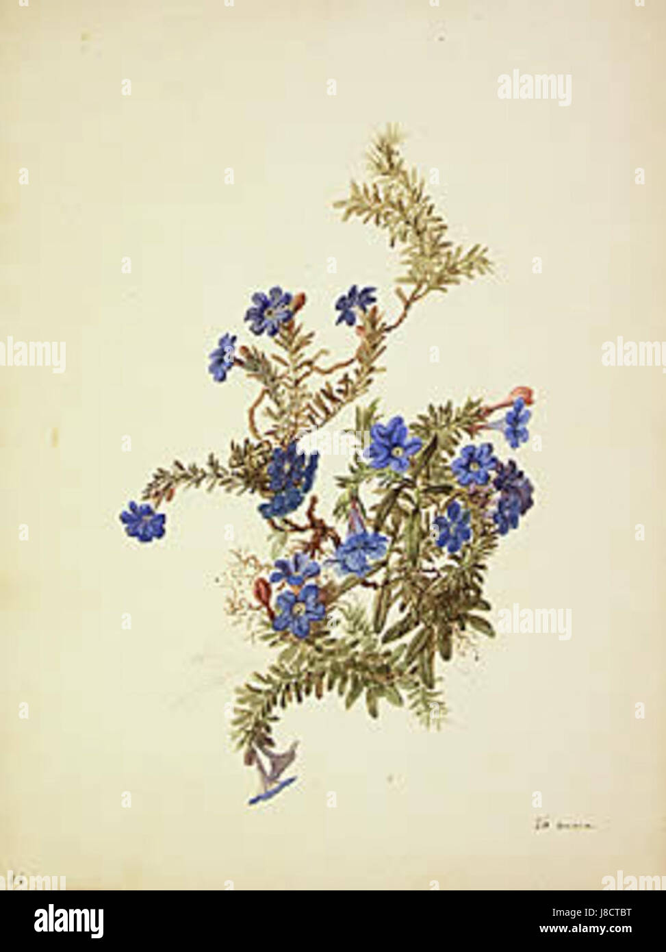 'Fleurs Bleues' by Didier Petit de Meurville is a book or artistic work likely focusing on blue flowers. The title suggests an exploration of floral themes, possibly through artistic representations or botanical studies. Stock Photo