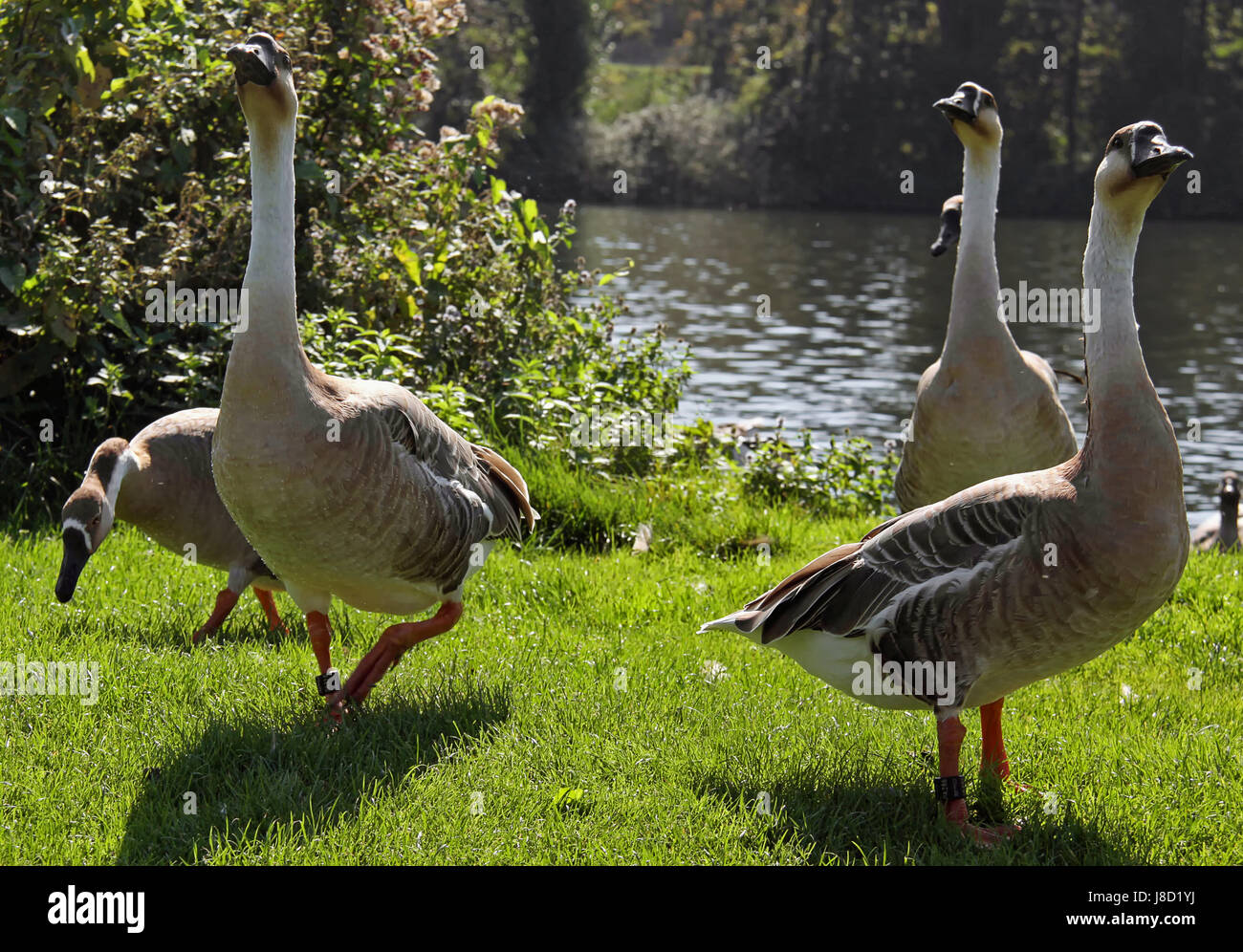 geese, poultry, goose, meadow, bank, shore, heidelberg, schwanengans, Stock Photo
