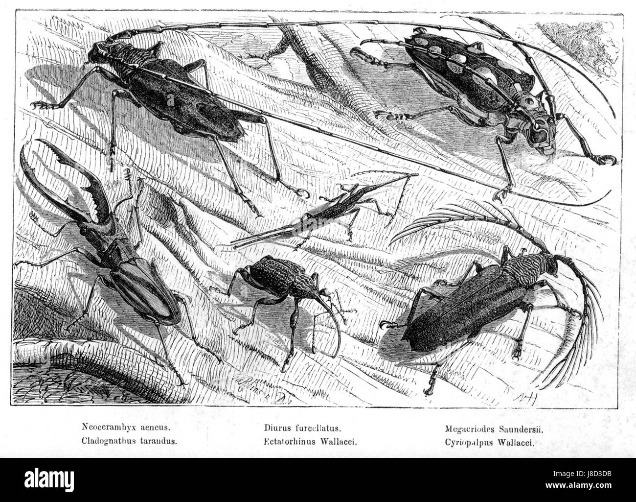 Malay Archipelago Beetles Stock Photo