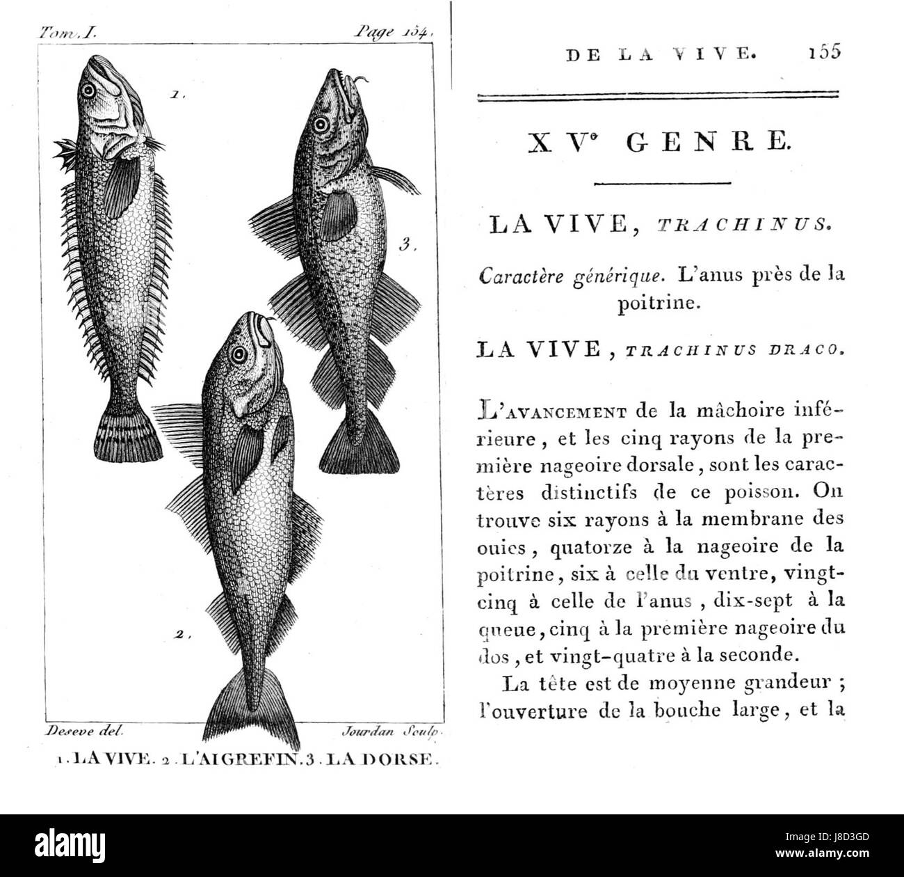 Fish classification Black and White Stock Photos & Images - Alamy