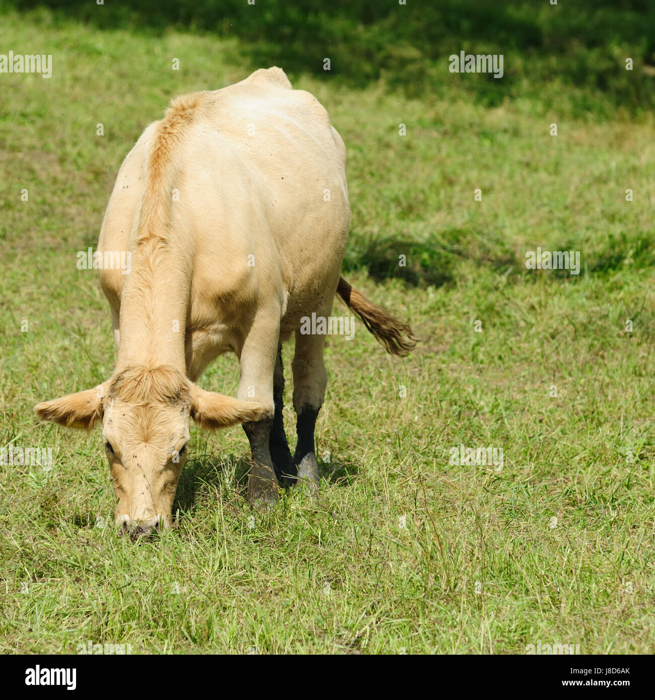 cow-cows-farm-animal-milker-milkers-tree-green-agriculture