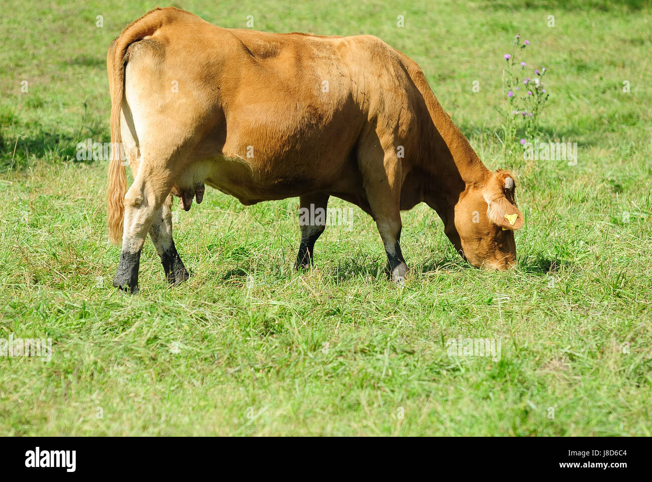 cow-cows-farm-animal-milker-milkers-tree-green-agriculture