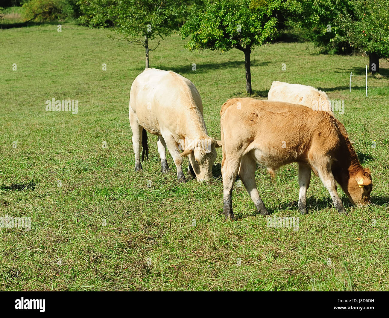 cow-cows-farm-animal-milker-milkers-tree-green-agriculture