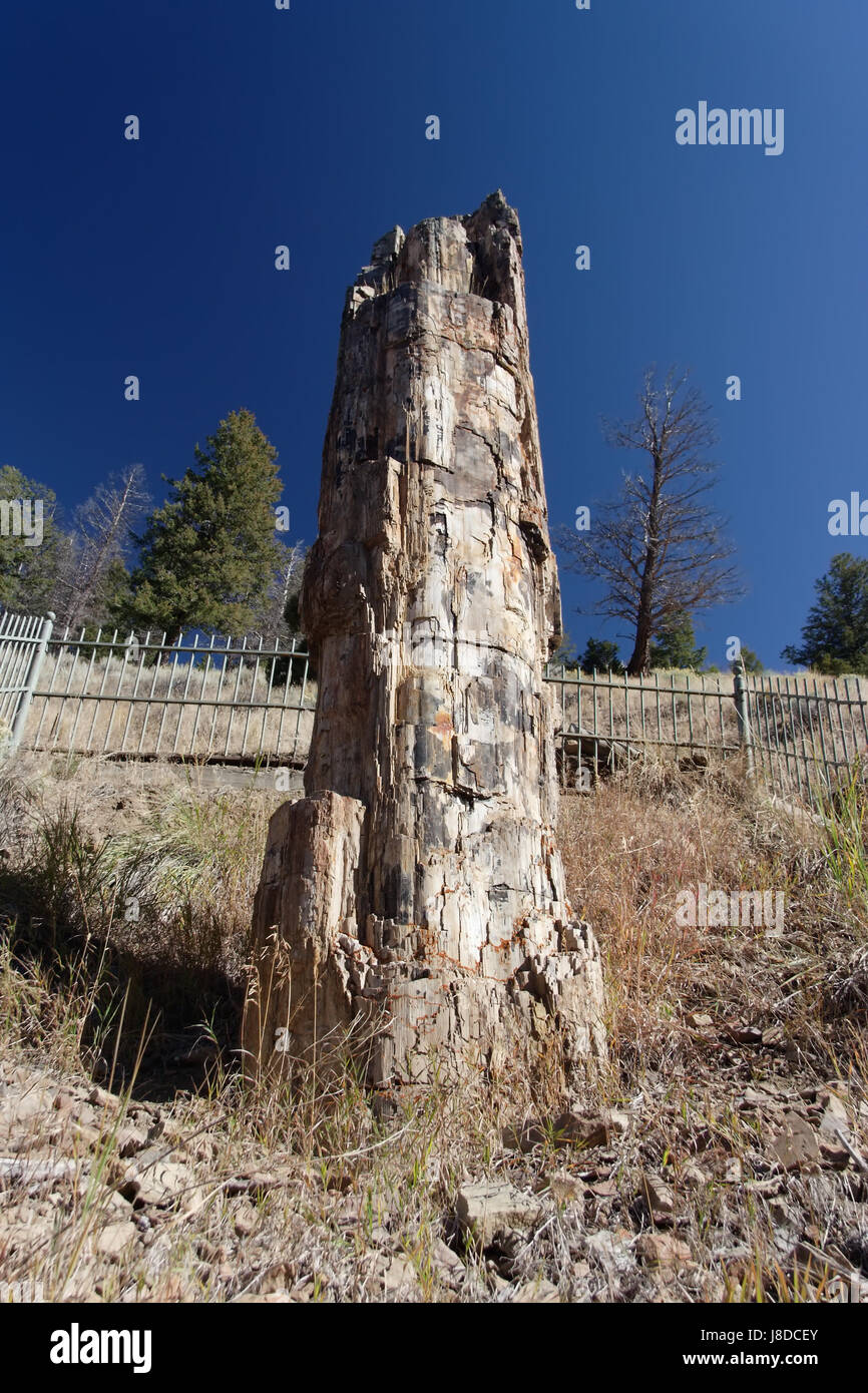stone, national park, petrified, log, nature, blue, tree, stone, wood ...