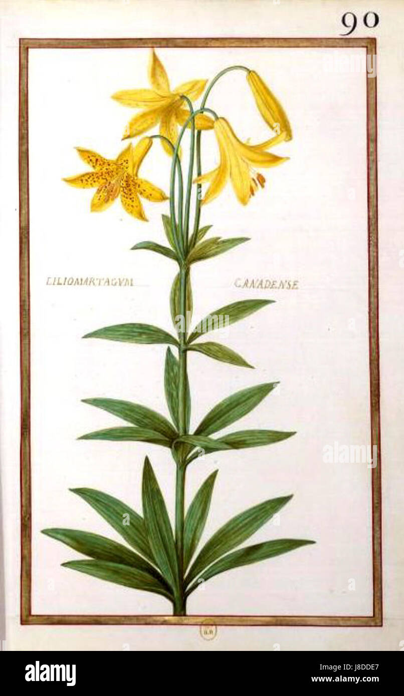 Liliomartagum canadense Daniel Rabel 1624 Stock Photo