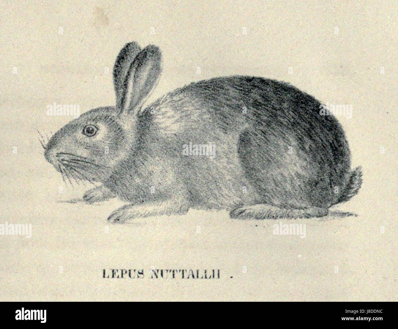 Lepus nutallii, also known as Nuttall's cottontail, is a species of ...