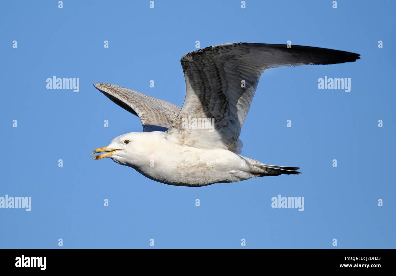 Herring gull in flight Stock Photo Alamy