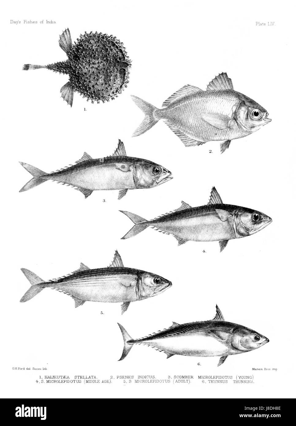 Fishes of India. Atlas. Plate LIV Stock Photo