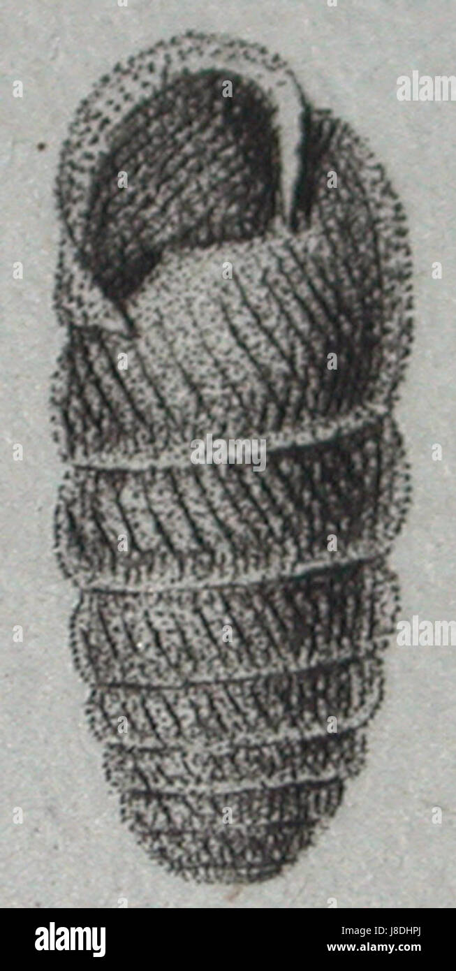 Draparnaud 1805 Pl.3 F.44   Cylindrus obtusus Stock Photo