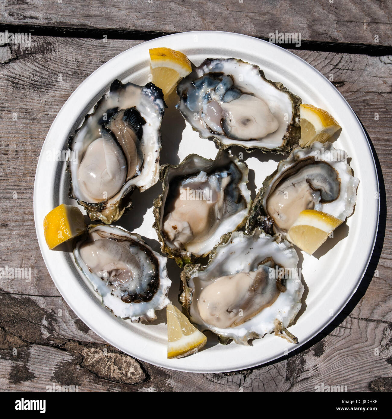 Plate of oysters Stock Photo