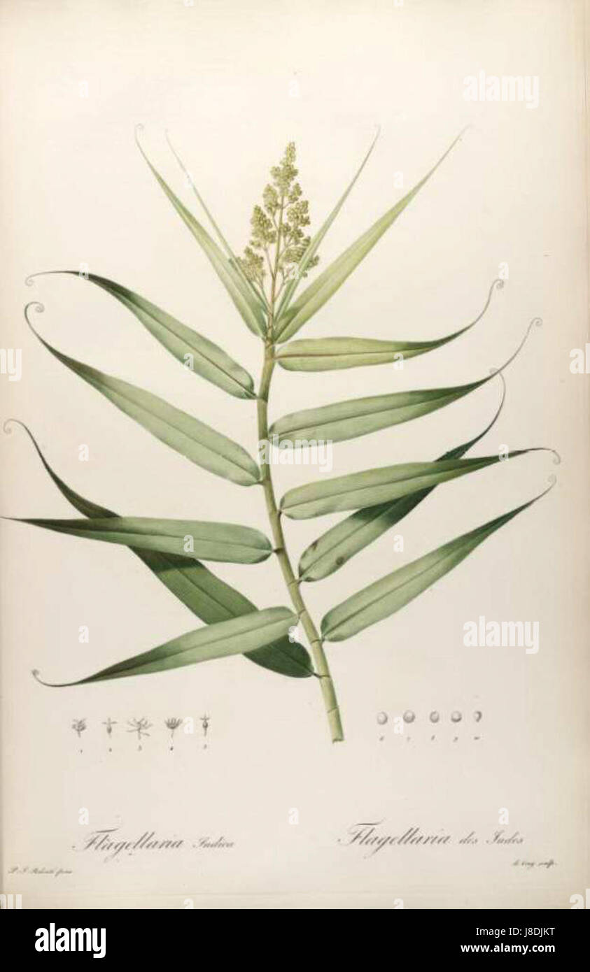 Flagellaria indica trimmed Stock Photo