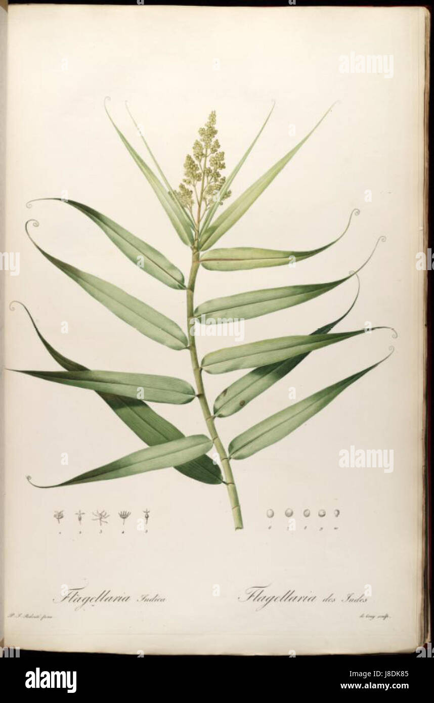 Flagellaria indica Stock Photo