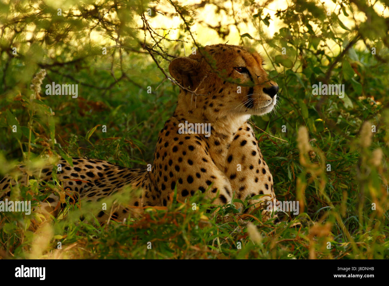 In the wilds of the African plains, the fastest animal on earth, the regal  Cheetah Stock Photo - Alamy