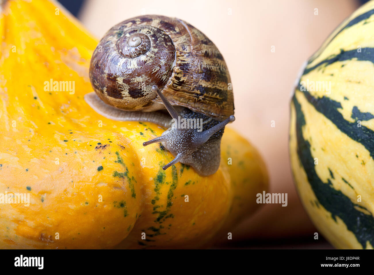 Snail Fall Helix of coloured stripes hi-res stock photography and images - Alamy