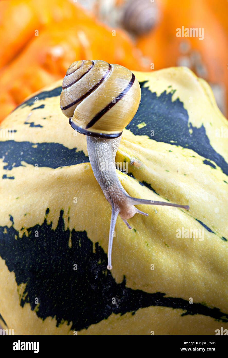 Snail Fall autumnal, snail, escargots, cucurbits, pumpkin, fall, autumn, still ...