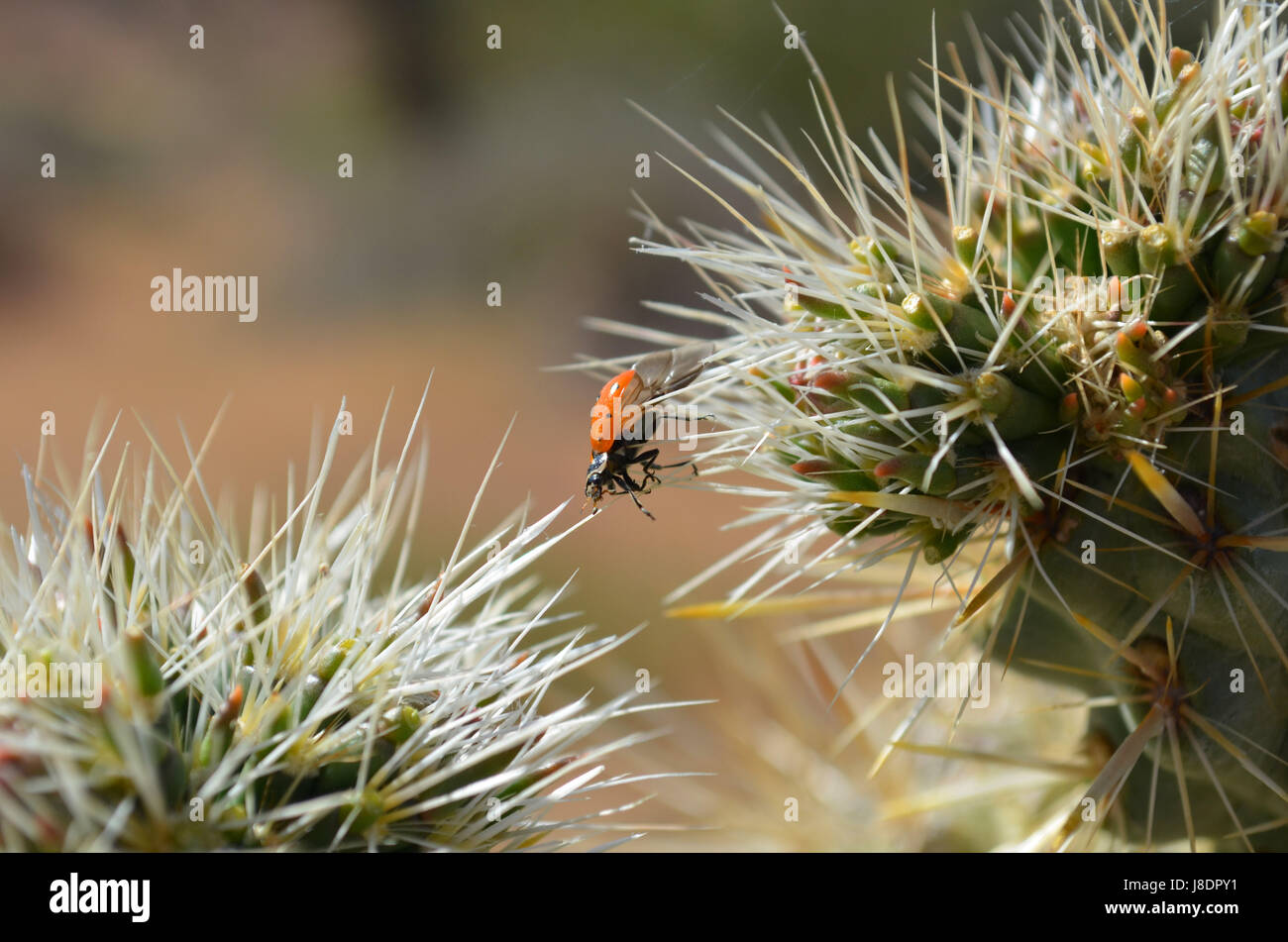Lady bug climbing on cholla cactus. Stock Photo