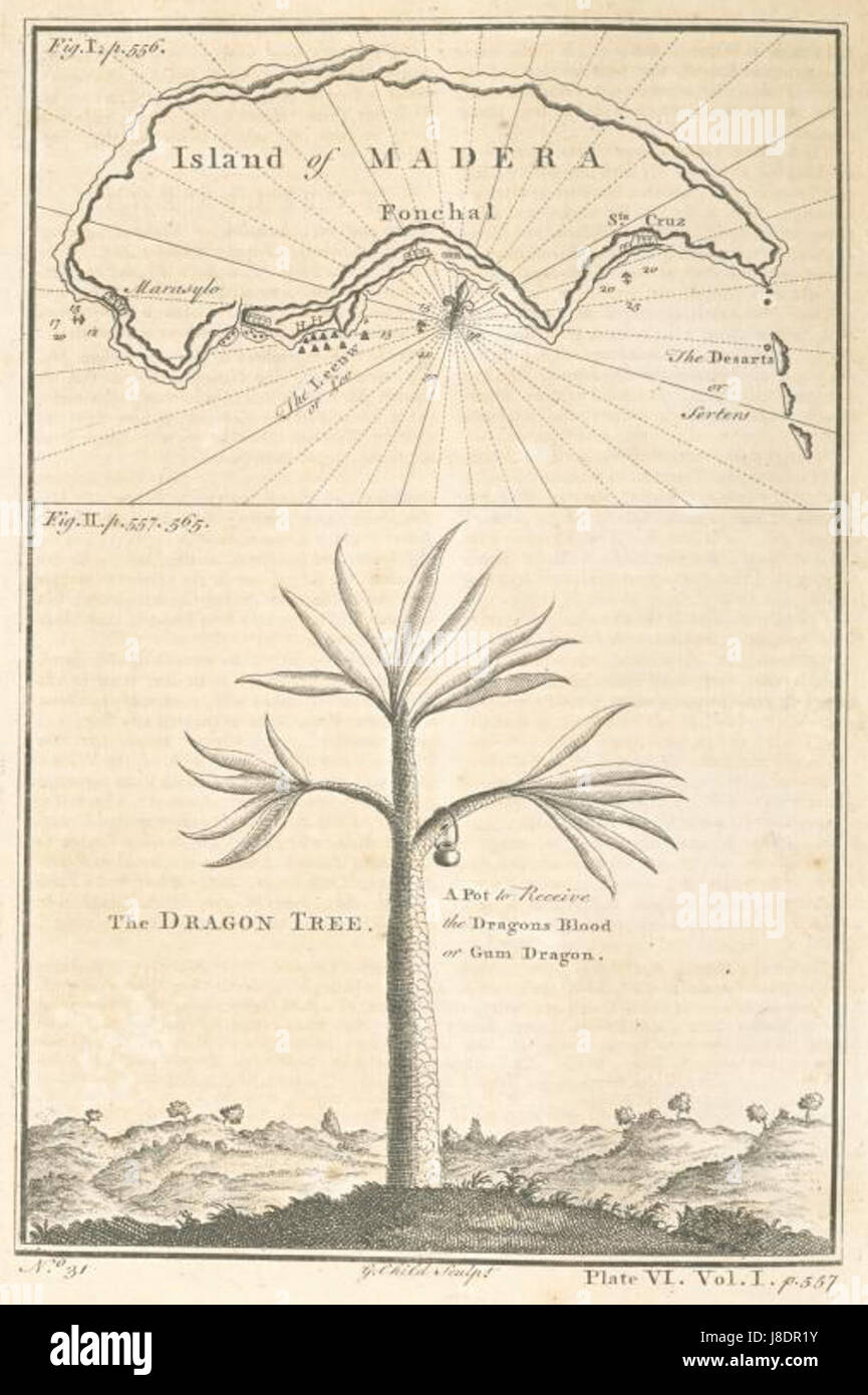 Island of Madera; The dragon tree Stock Photo