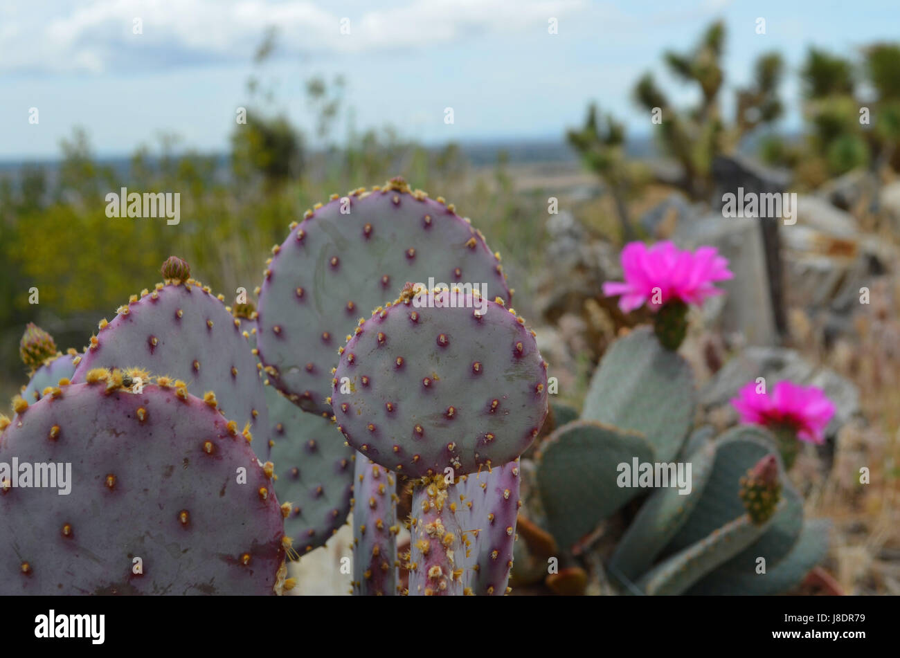 Santa Rita cactus and Opuntia Basilaris in Apple Valley Ca. Stock Photo