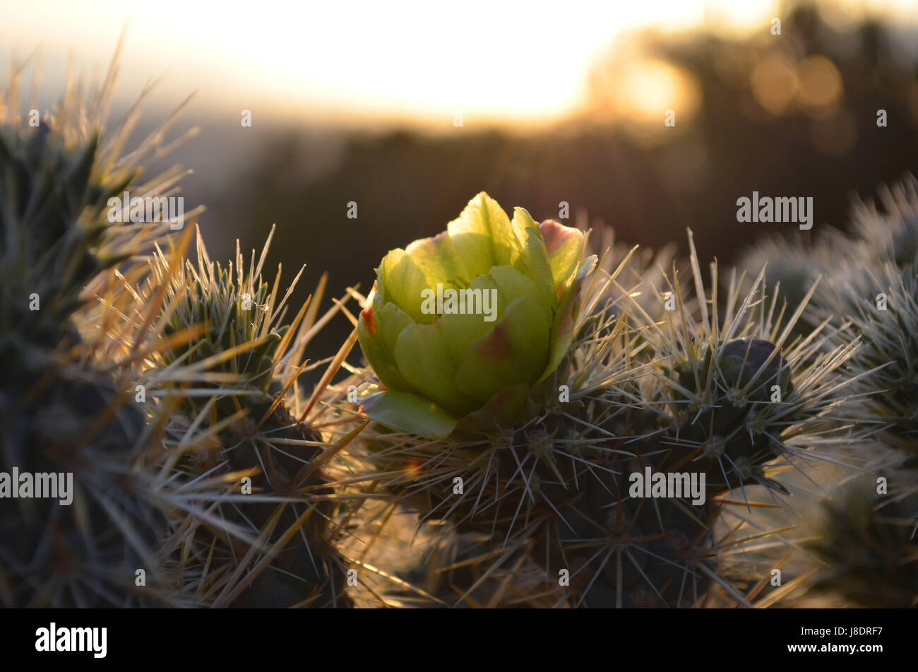 Yellow flower on Cholla cactus. Stock Photo