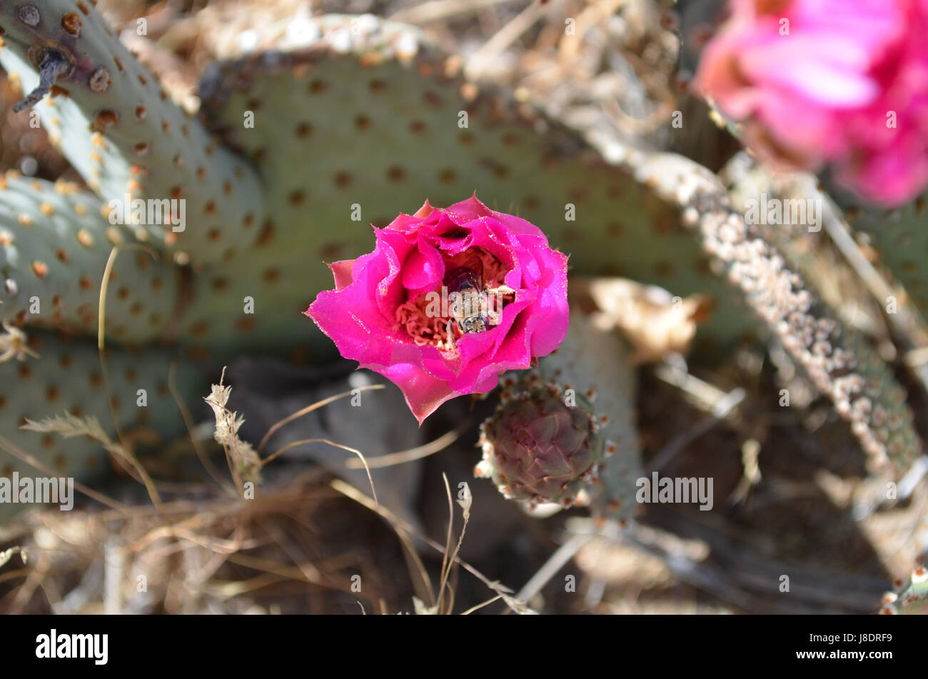 Bee inside Opuntia Basilaris flower. Stock Photo