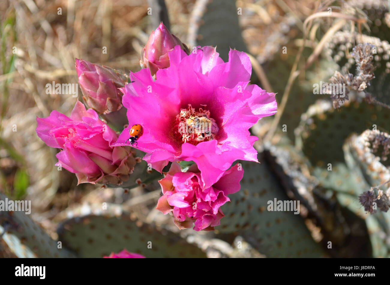 Lady Bug and Bee in Opuntia Basilaris flower. Stock Photo