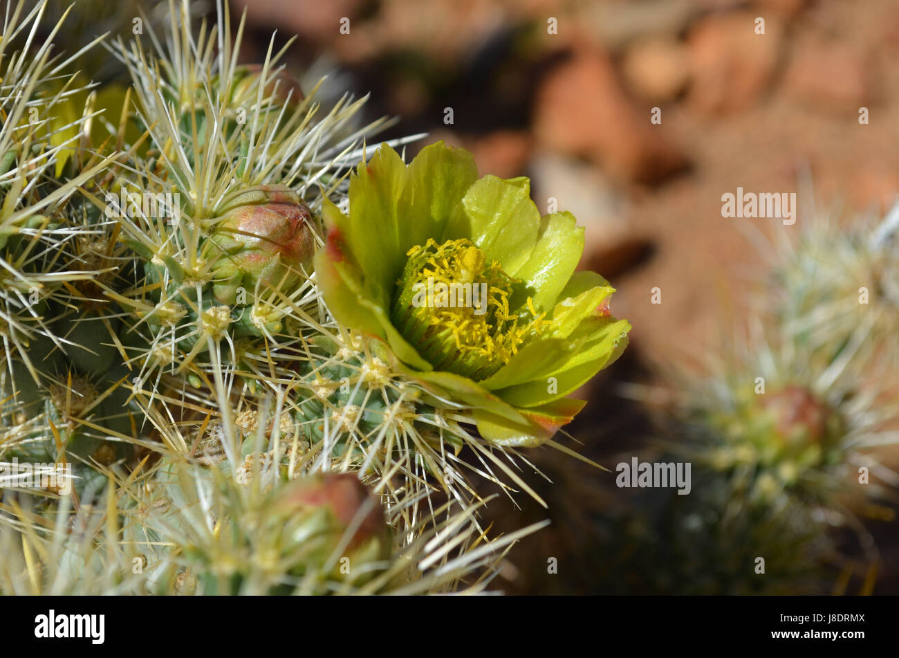 Yellow flower on cholla cactus. Stock Photo