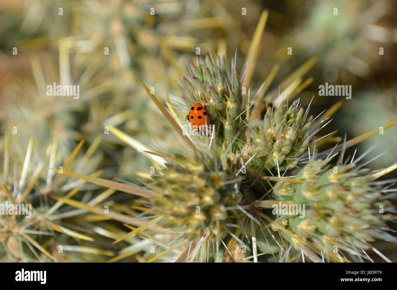 Lady bug crawling on cholla cactus. Stock Photo