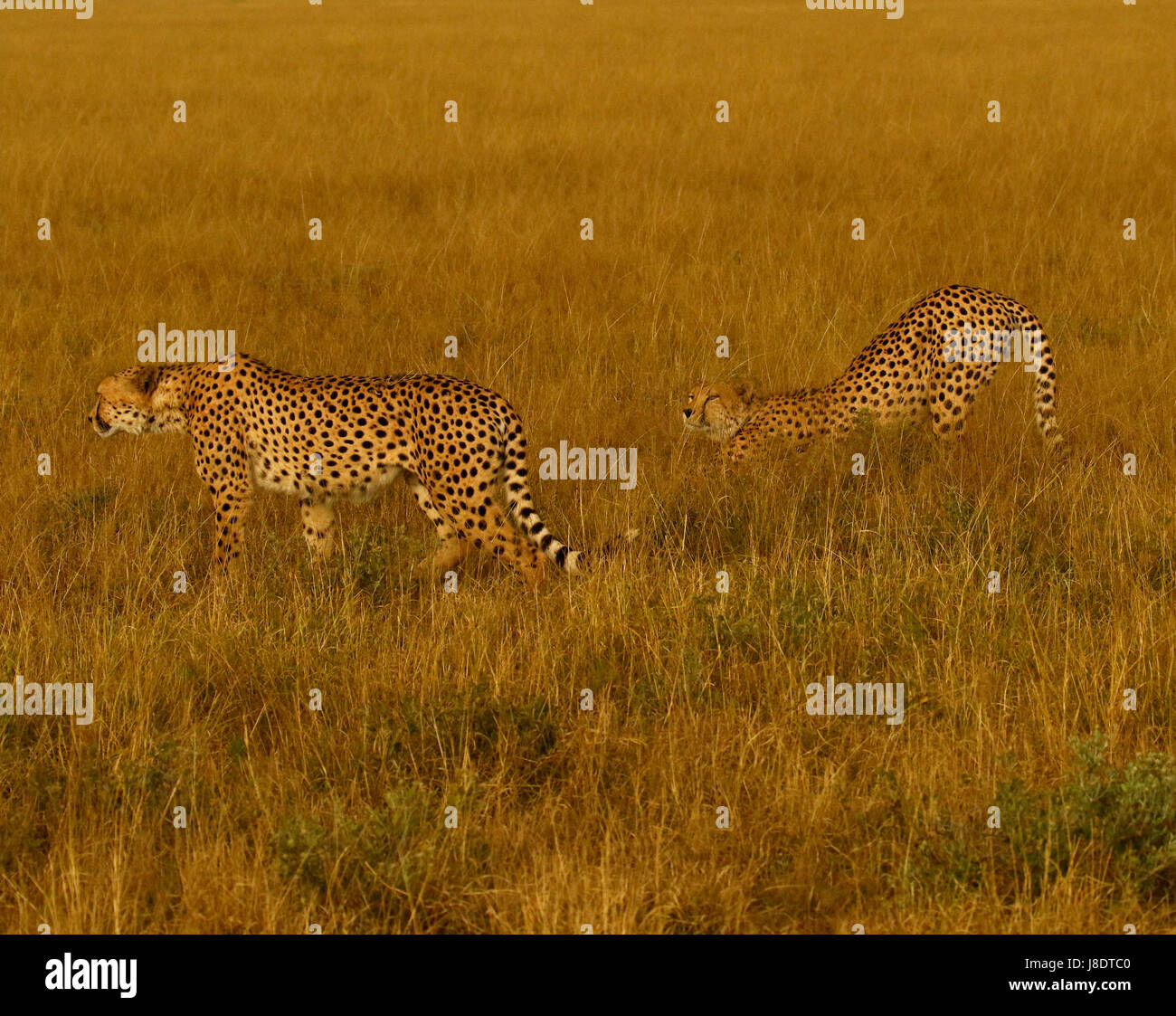 In the wilds of the African plains, the fastest animal on earth, the regal Cheetah Stock Photo - Alamy In the wilds of the African plains, the fastest animal on earth, the regal Cheetah Stock Photo - Alamy