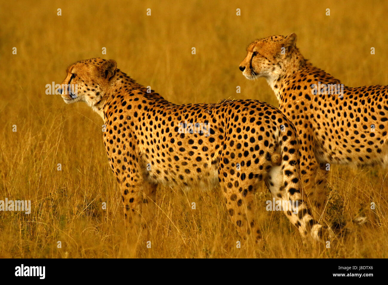 In the wilds of the African plains, the fastest animal on earth, the regal Cheetah Stock Photo - Alamy In the wilds of the African plains, the fastest animal on earth, the regal Cheetah Stock Photo - Alamy