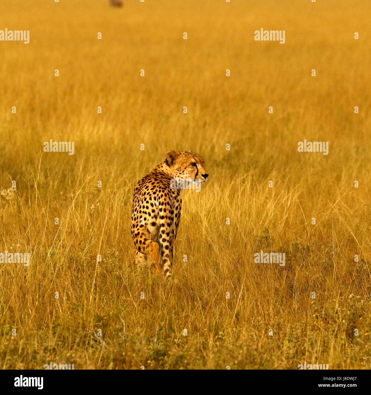 In the wilds of the African plains, the fastest animal on earth, the regal  Cheetah Stock Photo - Alamy