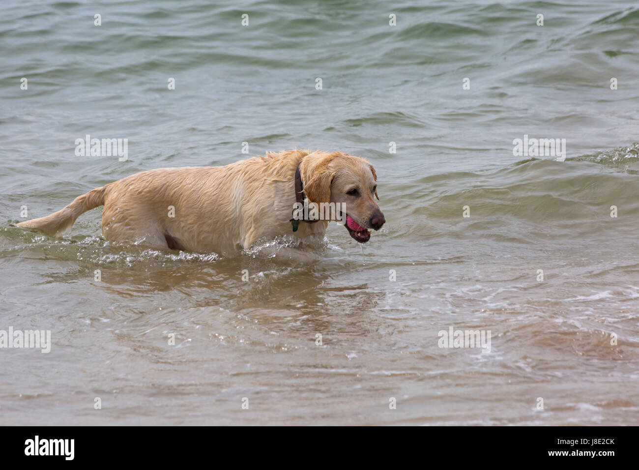 Golden labrador dog in the sea at bournemouth hires stock photography