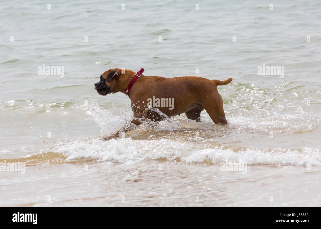 Dog having fun at bournemouth beach hires stock photography and images