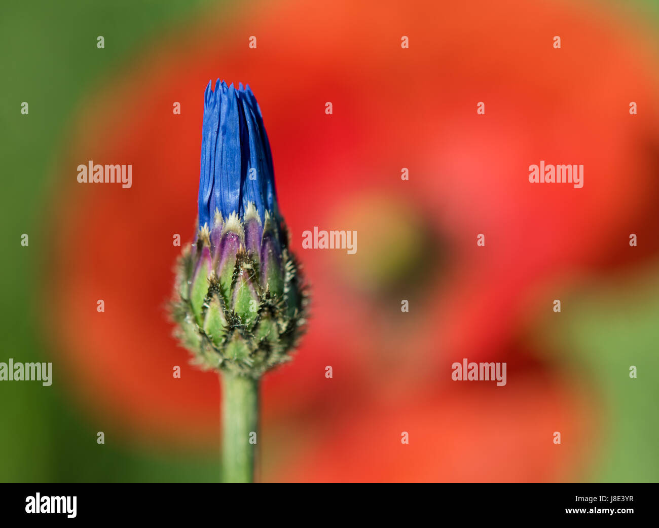 Blue bloosoms of a nearly-closed cornflower shine bright next to a red corn poppy blossom in the morning sun on a green corn field in Sieversdorf, Germany, 27 May 2017. Photo: Patrick Pleul/dpa-Zentralbild/ZB Stock Photo