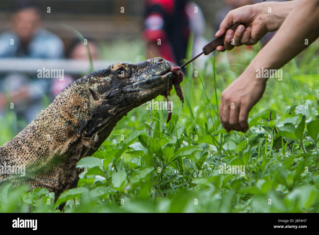 May 11, 2017 - South Jakarta, Jakarta, Indonesia - Picture taken on May 11, 2017 - A ranger feeding a Komodo dragon at Ragunan Zoo, Jakarta, Indonesia. Komodos regularly eat carrion but rarely fall ill because they carry proteins called antimicrobial peptides, an all purpose infection defense. The researchers analyzed blood samples from captive Komodos in Florida using a mass spectrometer to identify peptides with drug potential. A biochemistry professor at George Mason University, says his team is betting Komodo blood can help battle antibiotic resistant bacteria, which kill about 700,000 peo Stock Photo